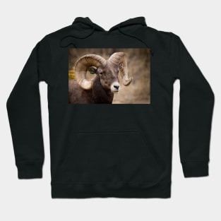 Bighorn Sheep Hoodie